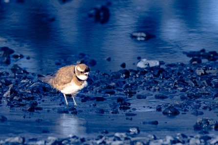 12月の季語の鳥、千鳥
